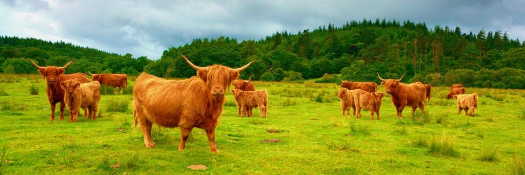 Private Tour with a Scottish Local