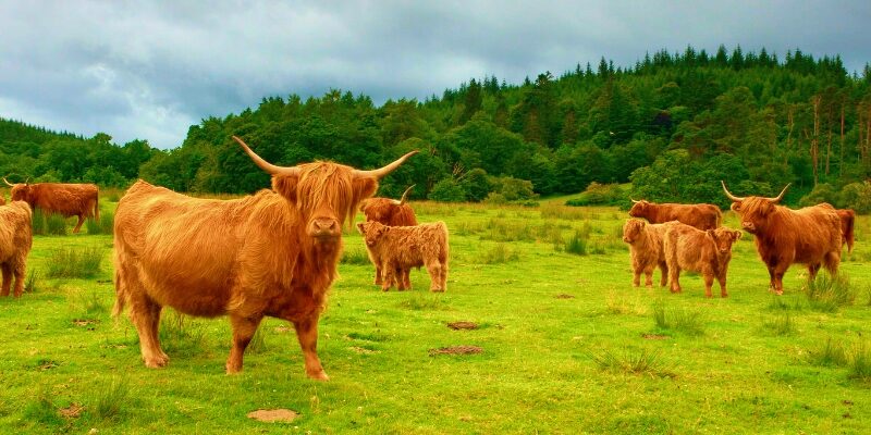 Private Tour with a Scottish Local